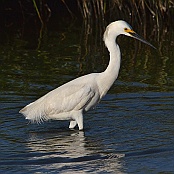 Snowy Egret, Bob R:d, Bolivar Pennisula, Texas